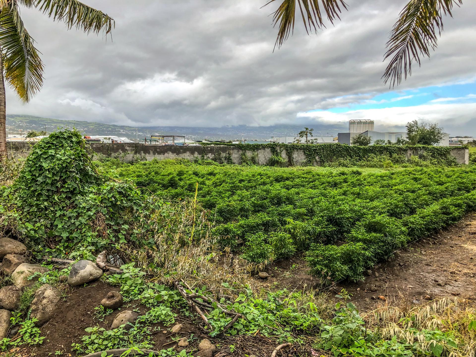 Terrains à bâtir en zone économique - Saint Louis (Réunion)