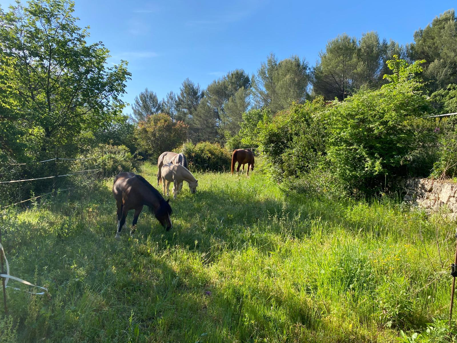 Propriété équestre à Grasse limite Mouans-Sartoux